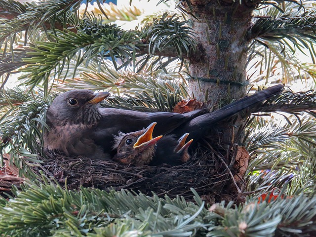 bird-bird-nest-nest-640x480-18290511.jpeg