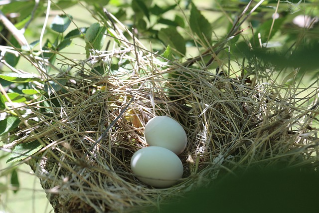Expert Bird Nest Removal & Eco-Friendly Prevention for Residential & Commercial Spaces