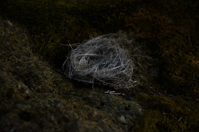 bird-bird-nest-nest-640x480-35359037.jpeg