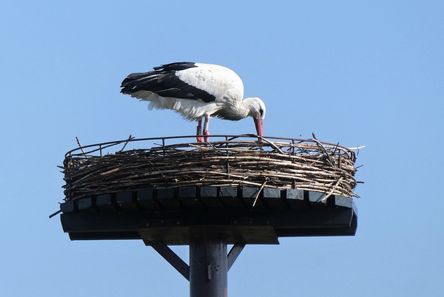 bird-bird-nest-nest-640x480-43055350.jpeg