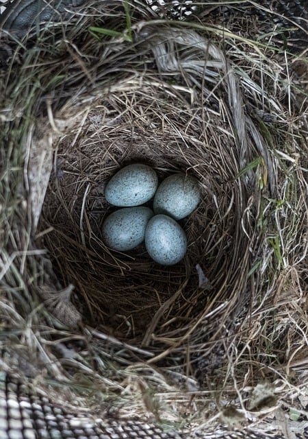 bird-bird-nest-nest-640x480-51688502.jpeg