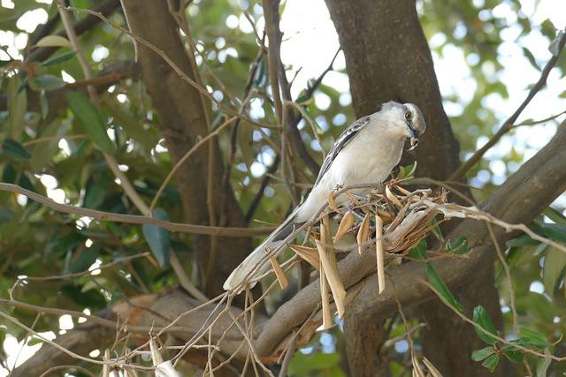 bird-bird-nest-nest-640x480-53685121.jpeg