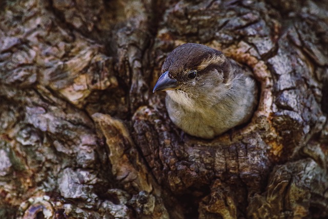 Expert Bird Exclusion: Eco-Friendly Solutions for Effective Nest Removal