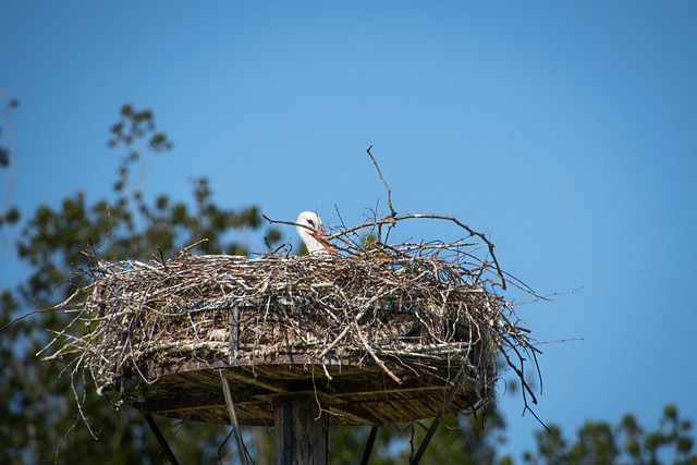 Eco-Friendly Bird Control: Coexistence Through Balanced Solutions
