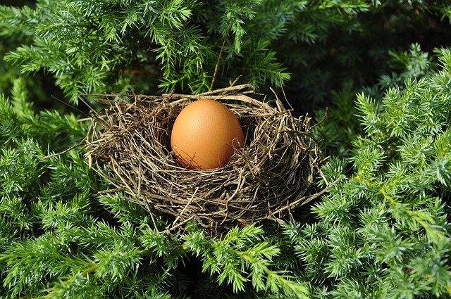 bird-bird-nest-nest-640x480-63523912.jpeg
