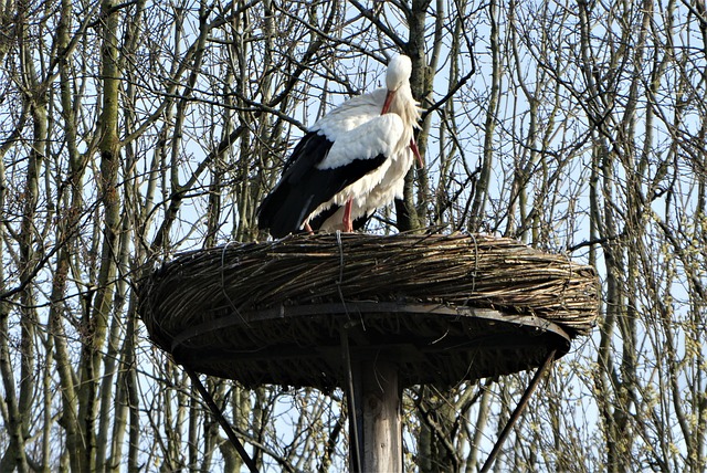bird-bird-nest-nest-640x480-67168618.jpeg