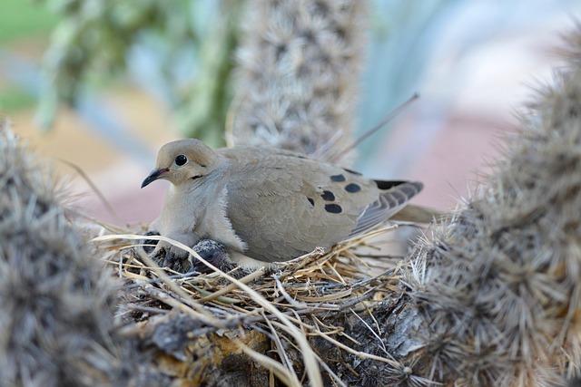 bird-bird-nest-nest-640x480-7317814.jpeg