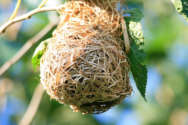 Discreet Bird Nest Removal: Professional, Humane Solutions for Minimal Disruption