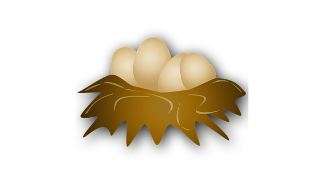 Complete Bird Nest Removal: Cleaning, Sanitation, and When to Call Experts
