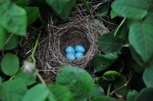 bird-bird-nest-nest-640x480-86158928.jpeg