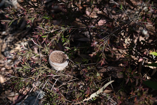 bird-bird-nest-nest-640x480-97447354.jpeg