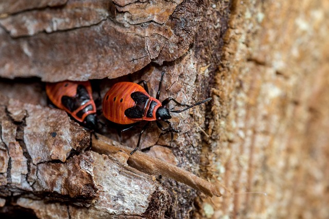 bug-640x480-11598688.jpeg