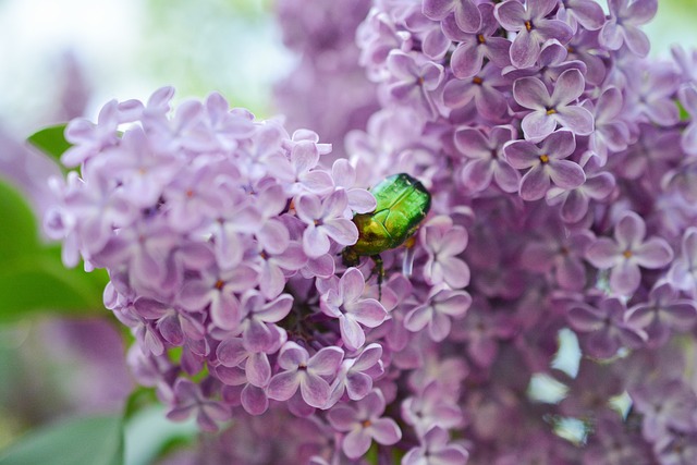 bug-640x480-12497175.jpeg