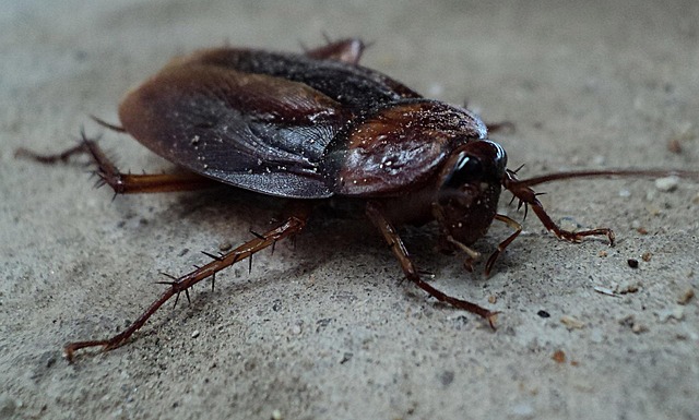 bug-640x480-16153809.jpeg