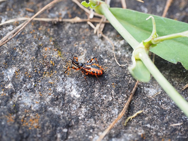 bug-640x480-21607018.jpeg