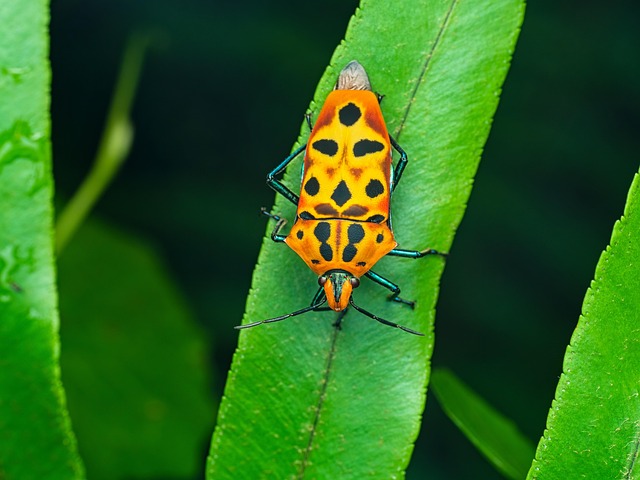 bug-640x480-24034918.jpeg