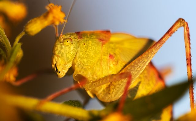 bug-640x480-24304943.jpg