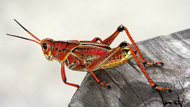 bug-640x480-25159542.jpeg