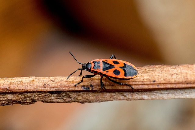bug-640x480-26574525.jpeg