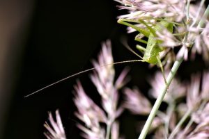 bug-640x480-30591992.jpeg