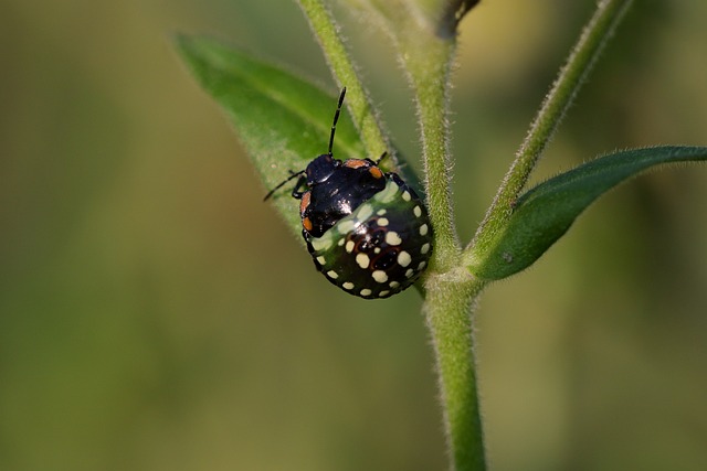 bug-640x480-31521202.jpeg
