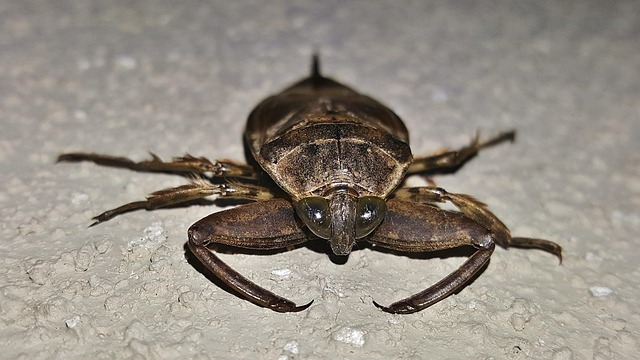 bug-640x480-34167352.jpeg