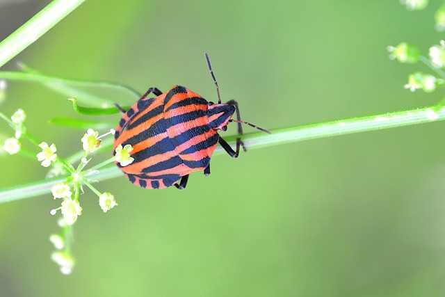 bug-640x480-3472457.jpeg