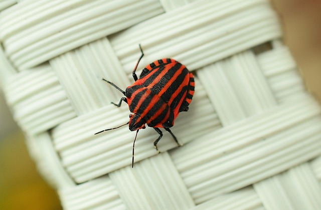 bug-640x480-36052414.jpeg