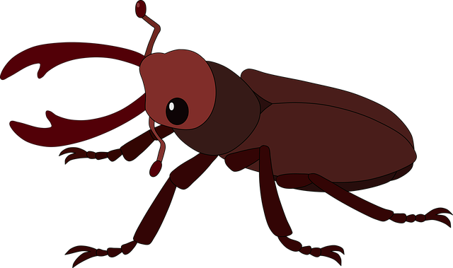 bug-640x480-3637616.png