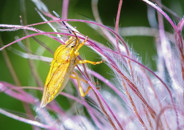 Eco-Friendly Sowbug Solutions: Deter Populations with Customized Control Plans
