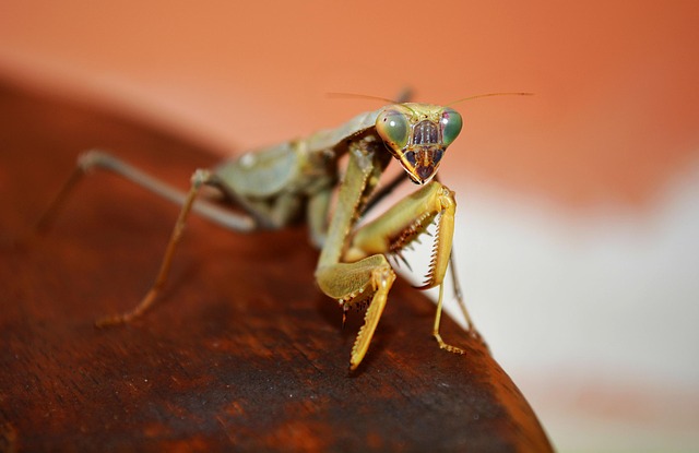 Professional Sowbug Control: Eco-Friendly Solutions for Effective Infestation Removal