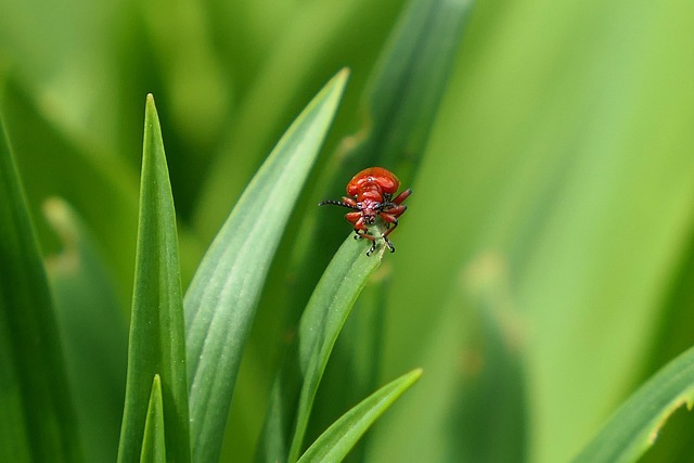 bug-640x480-38657342.jpeg