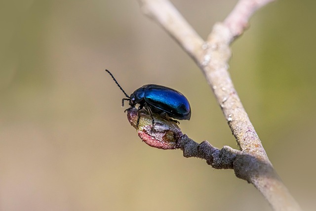 bug-640x480-3956097.jpeg