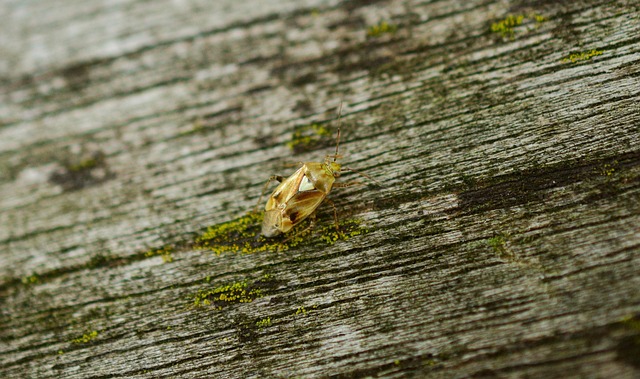bug-640x480-40093966.jpeg