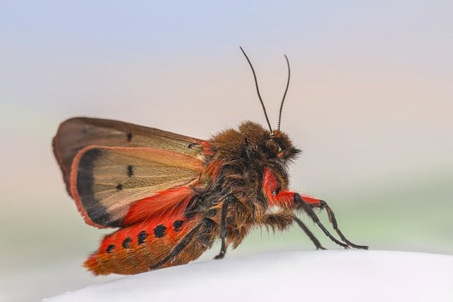bug-640x480-40556351.jpeg