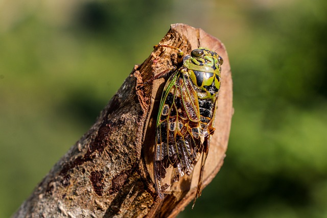 bug-640x480-48738987.jpeg