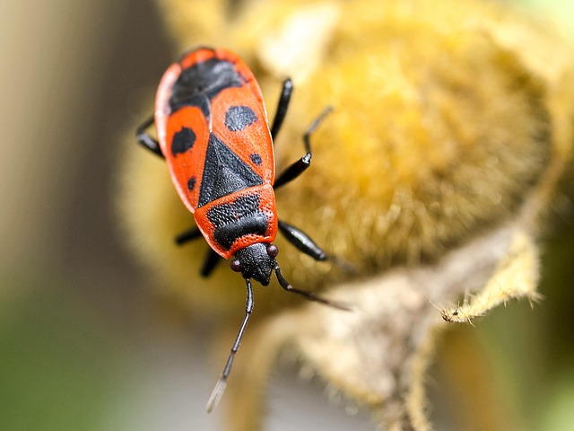 bug-640x480-48771088.jpeg