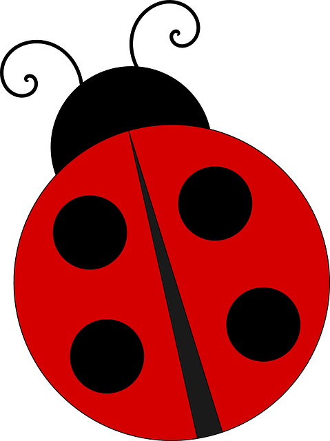 bug-640x480-5171257.png