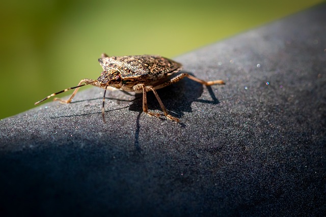 bug-640x480-52280990.jpeg