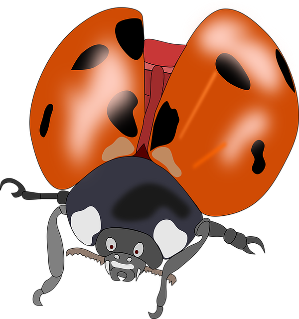 bug-640x480-53304112.png