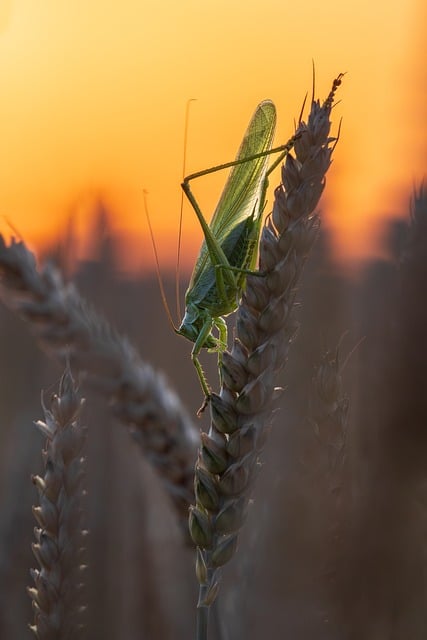 Mastering Sowbug Control: Seasonal Strategies for Professional Removal