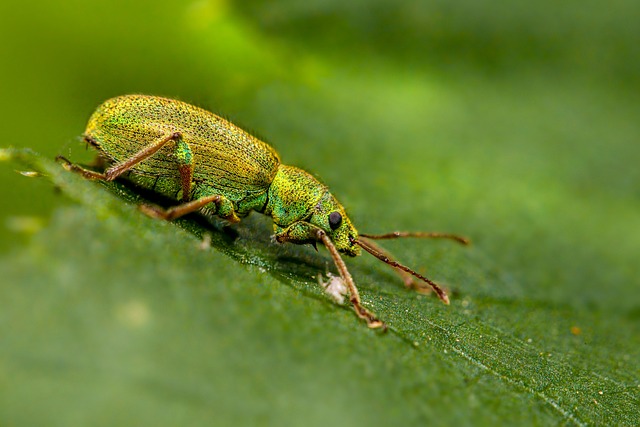 bug-640x480-59445093.jpeg