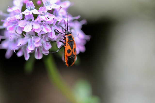bug-640x480-598609.jpeg