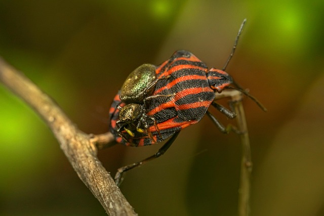 bug-640x480-60666648.jpeg