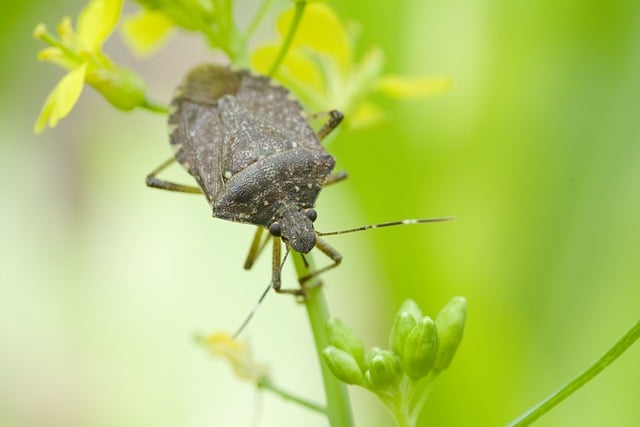 bug-640x480-6209574.jpeg