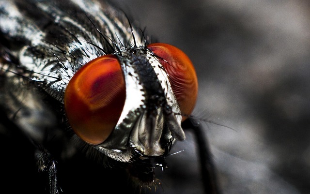 bug-640x480-63813970.jpeg