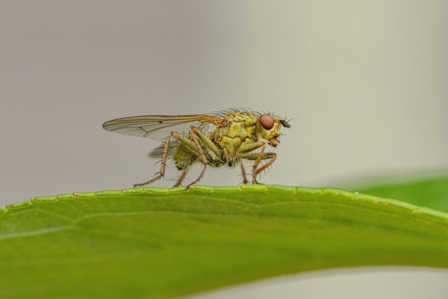 bug-640x480-74210843.jpeg