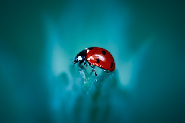 bug-640x480-78371214.jpeg