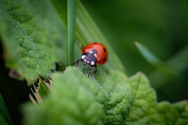 bug-640x480-79446535.jpeg