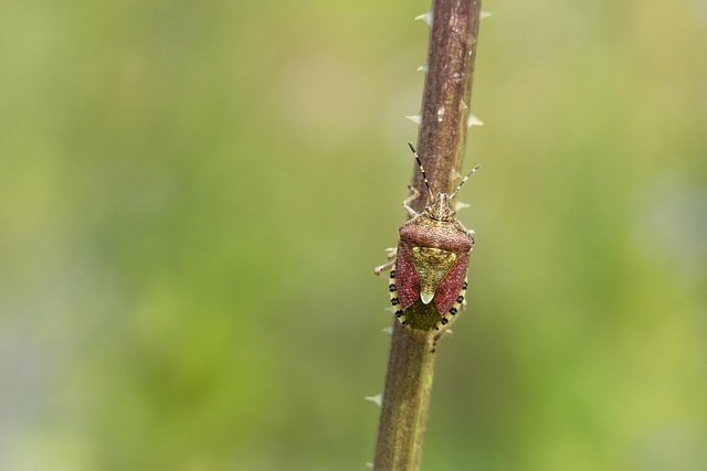 bug-640x480-7982162.jpeg